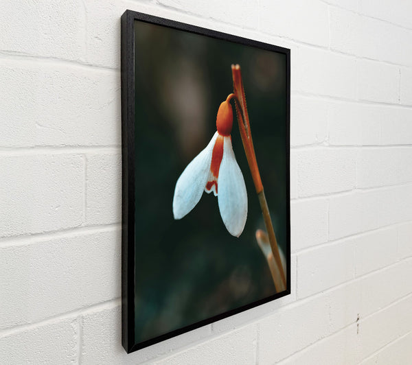 Orange-Tipped Snowdrop Bloom