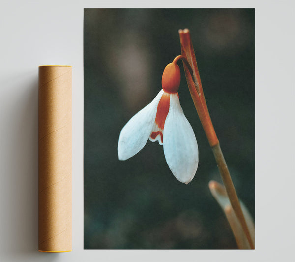 Orange-Tipped Snowdrop Bloom Poster