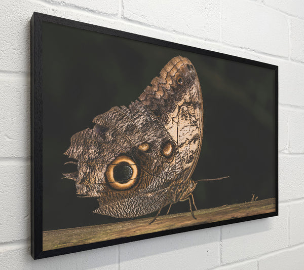Brown Butterfly Wings