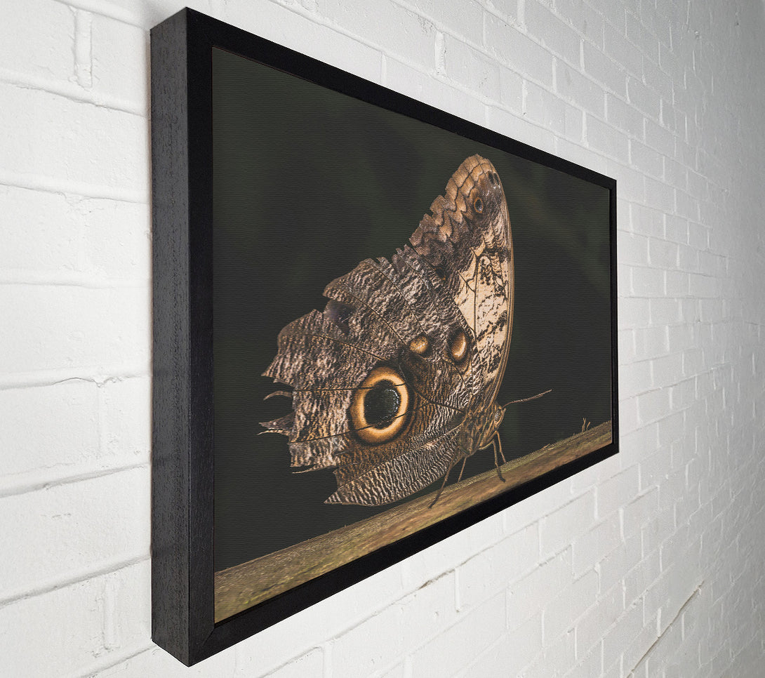  A Canvas Print of Brown Butterfly Wings Canvas Wall Art