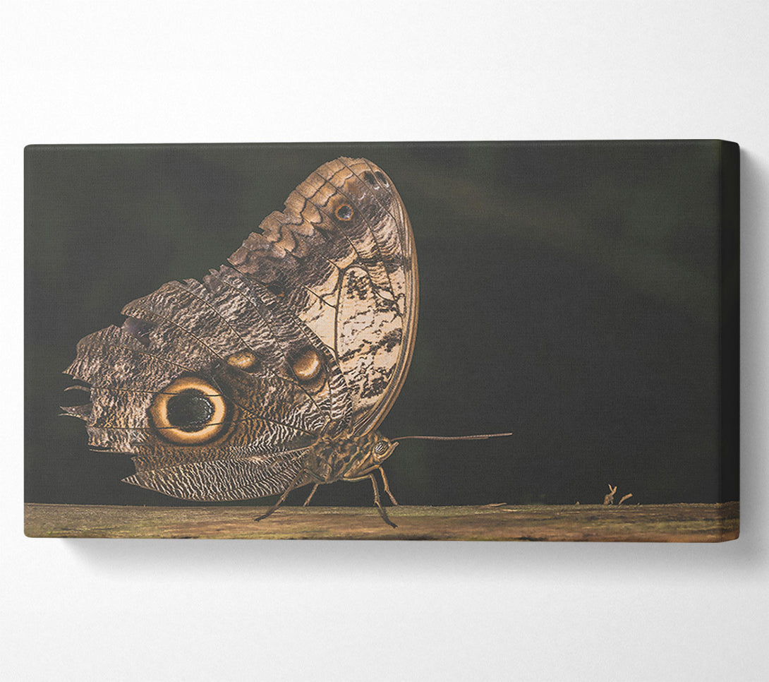  A Canvas Print of Brown Butterfly Wings Canvas Wall Art