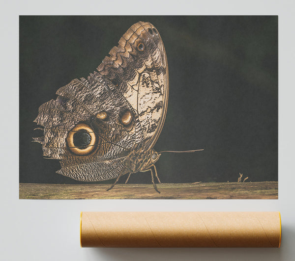 Brown Butterfly Wings Poster