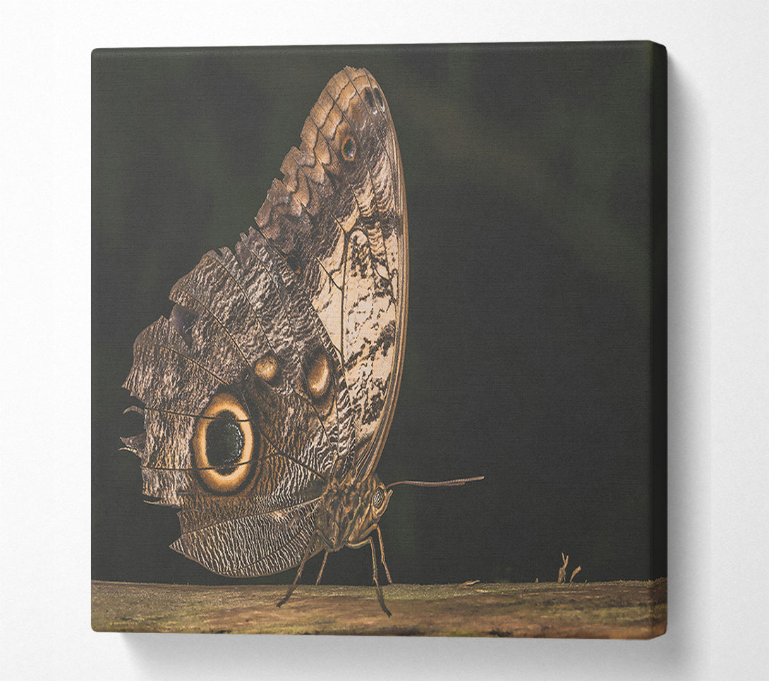  A Canvas Print of Brown Butterfly Wings Canvas Wall Art