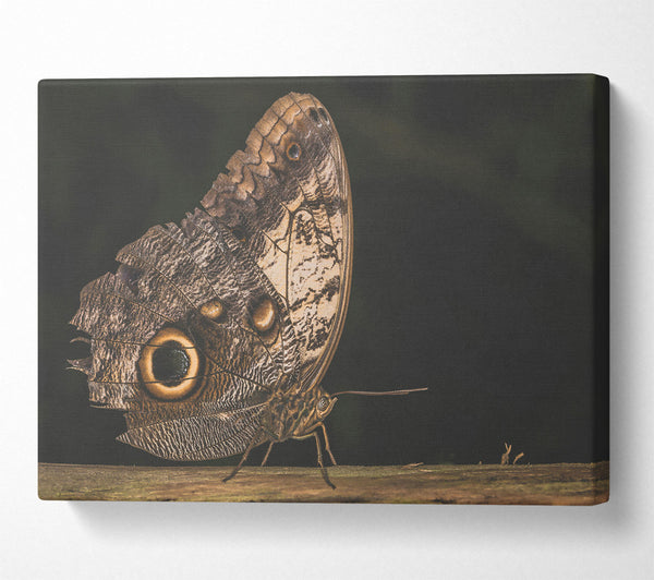  A Canvas Print of Brown Butterfly Wings Canvas Wall Art