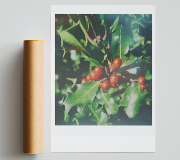 Red Berries In Green Poster
