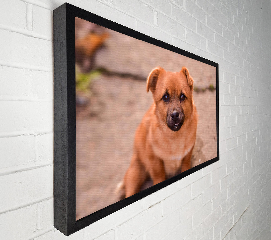  A Canvas Print of Copper Furry Friend Canvas Print