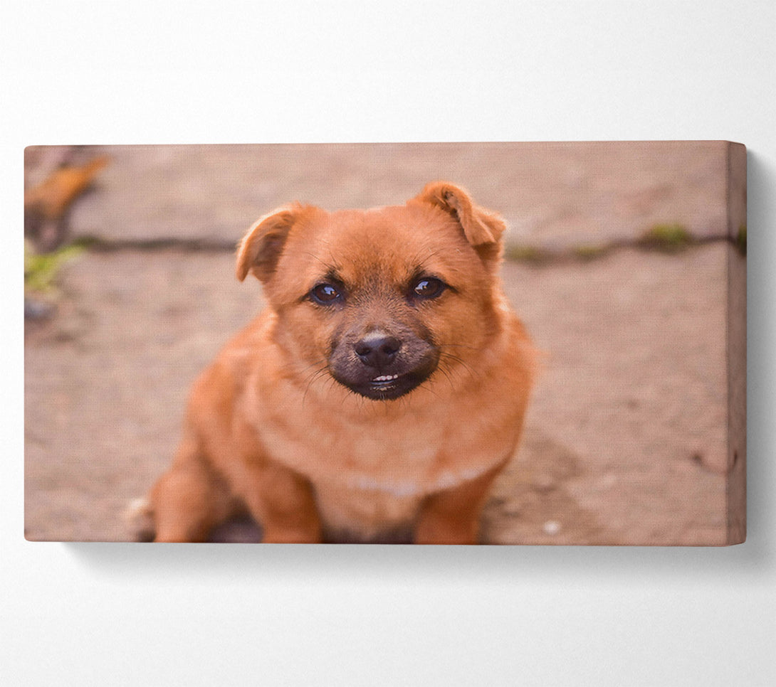  A Canvas Print of Copper Furry Friend Canvas Print