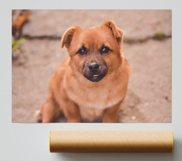 Copper Furry Friend Poster
