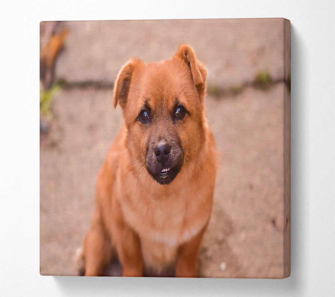  A Canvas Print of Copper Furry Friend Canvas Print