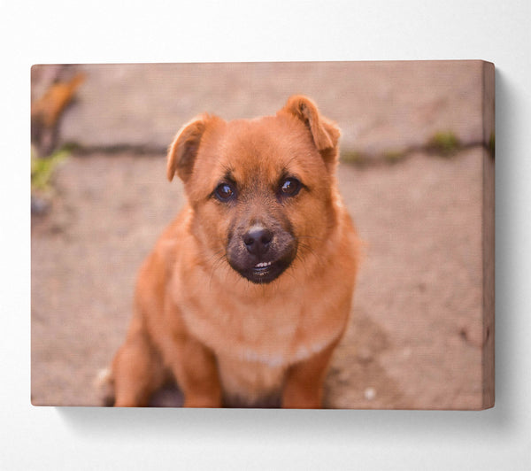  A Canvas Print of Copper Furry Friend Canvas Print