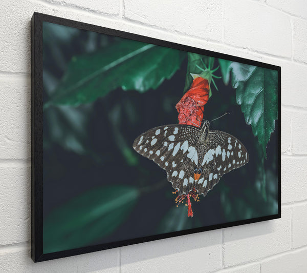 Red Bloom Butterfly