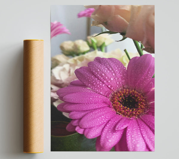 Pink Dewdrop Bloom Giclee Print