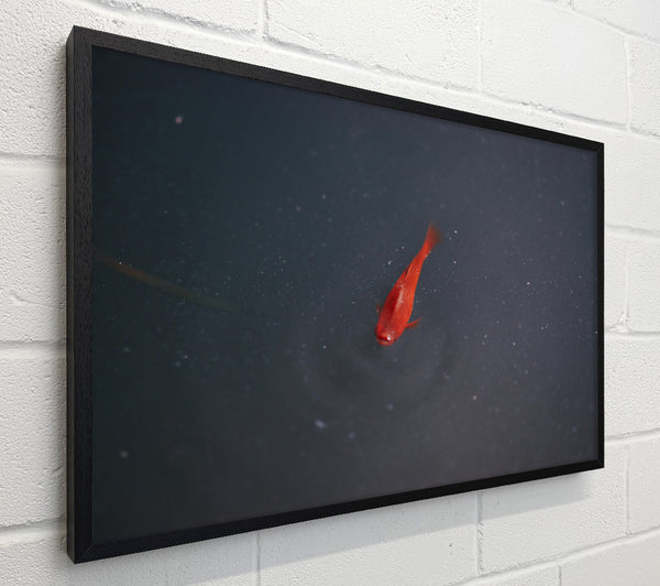 Red Fish In The Deep
