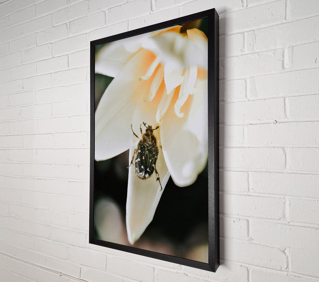  A Canvas Print of White Petal Beetle Canvas Print