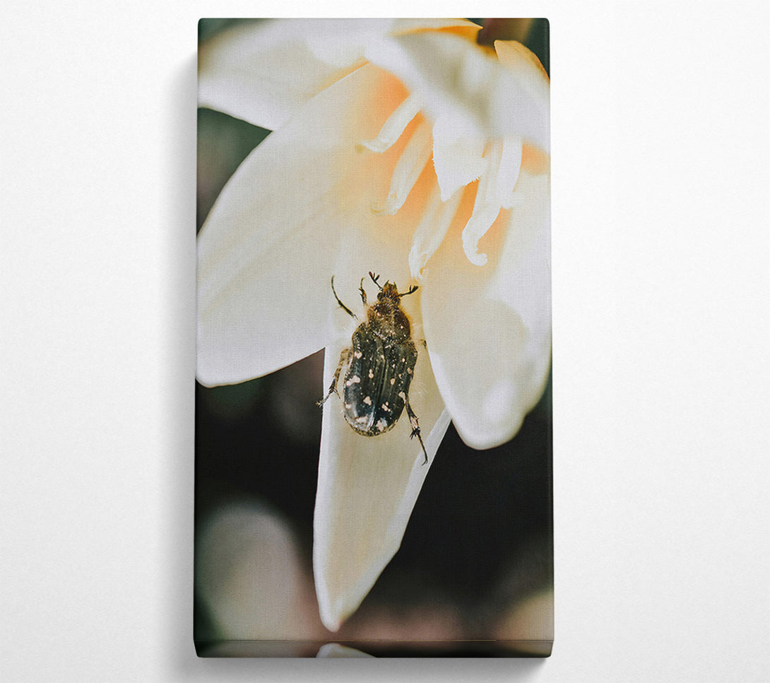  A Canvas Print of White Petal Beetle Canvas Print