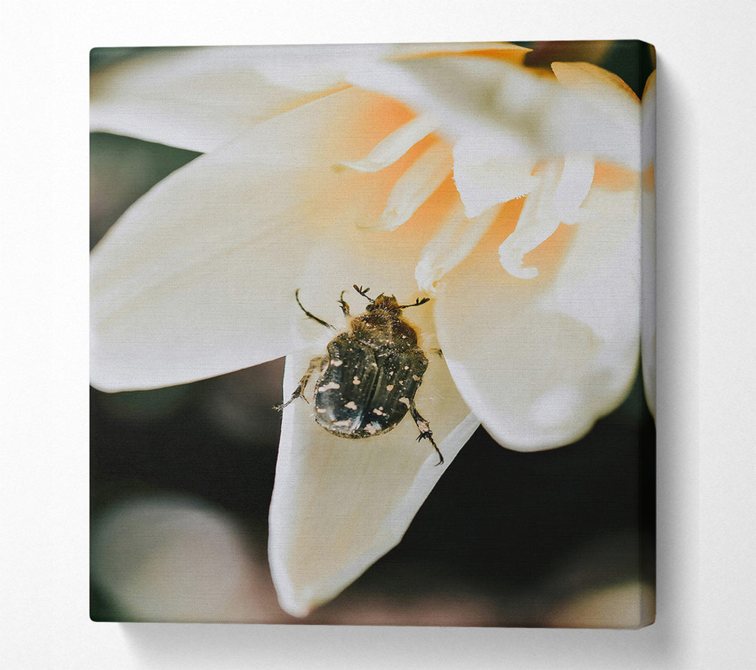  A Canvas Print of White Petal Beetle Canvas Print