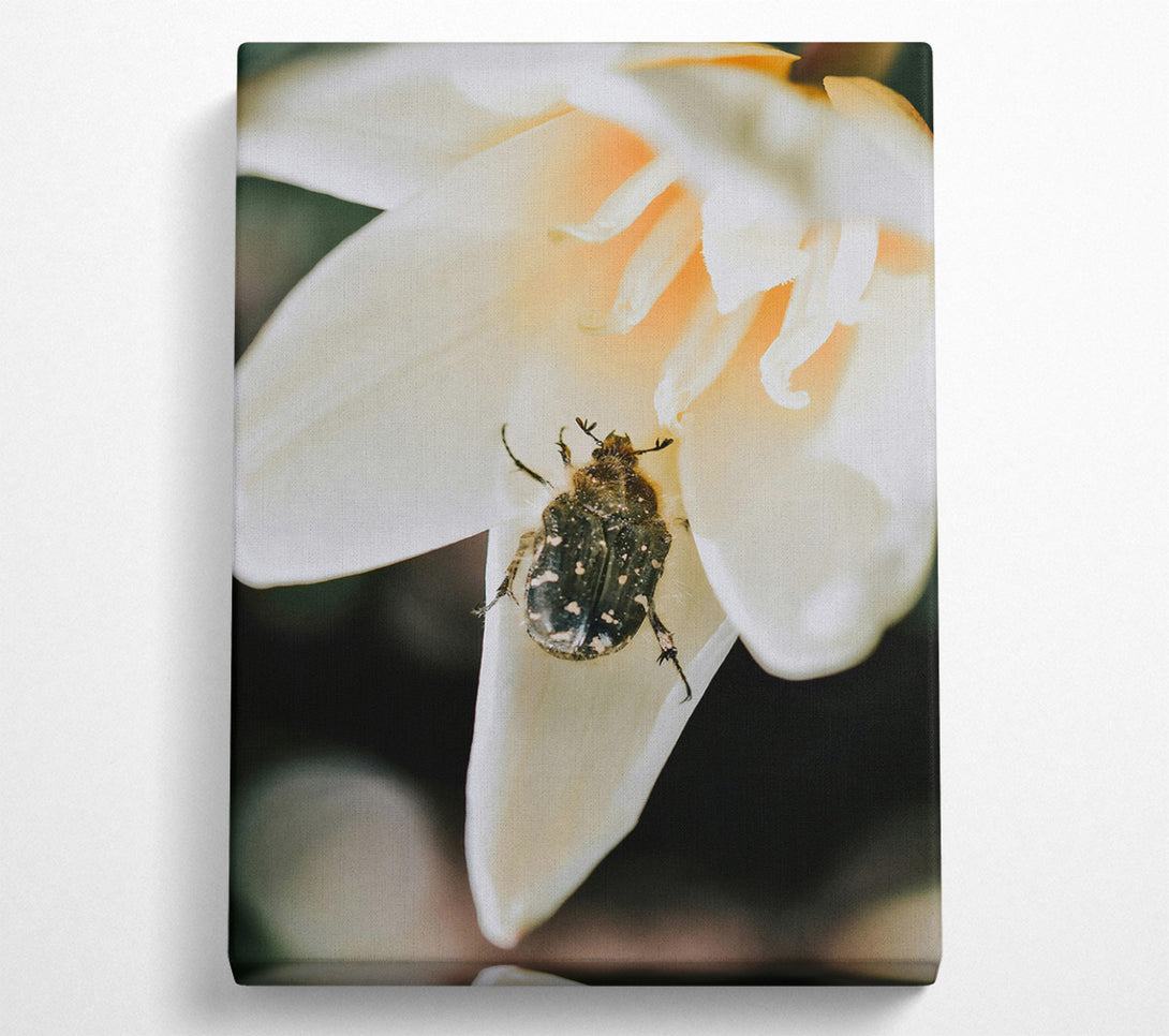  A Canvas Print of White Petal Beetle Canvas Print