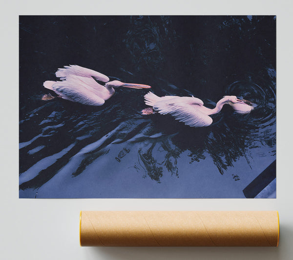 Blue Water Pelicans Print
