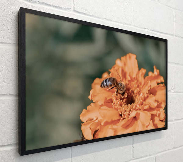 Orange Pollen Seeker
