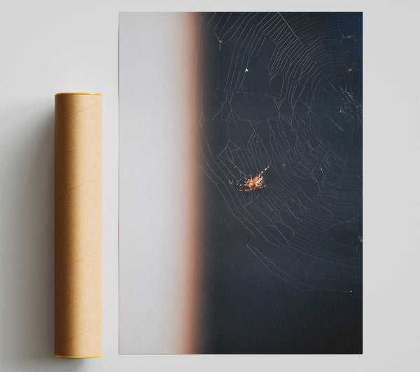 Black Web Weaver Print