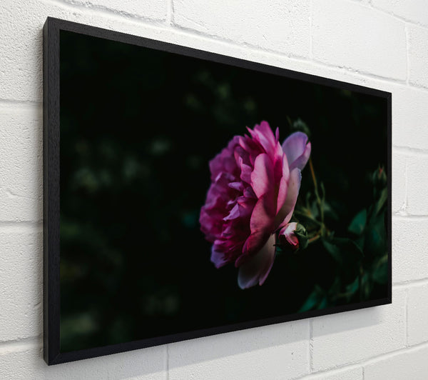 Pink Bloom In Darkness