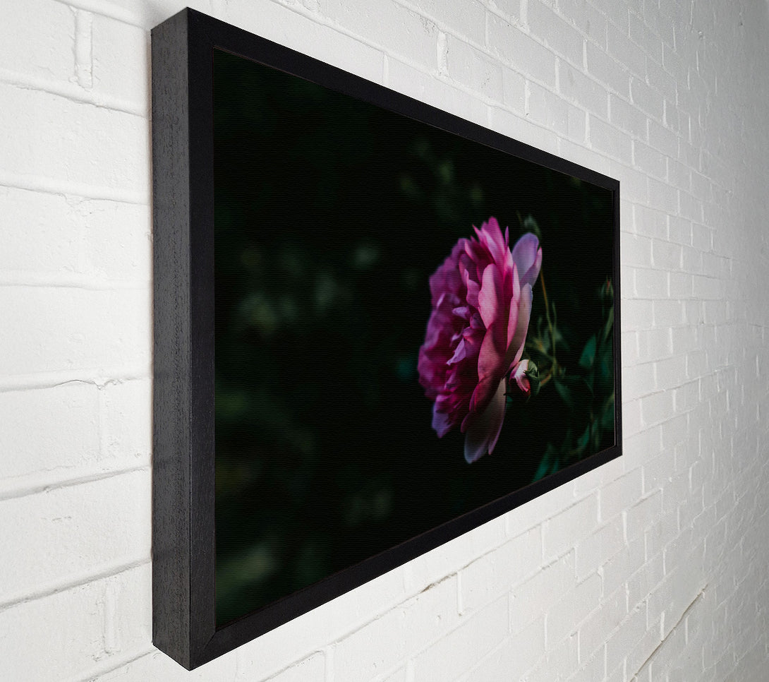  A Canvas Print of Pink Bloom In Darkness Canvas Print
