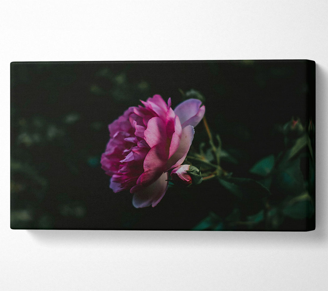  A Canvas Print of Pink Bloom In Darkness Canvas Print