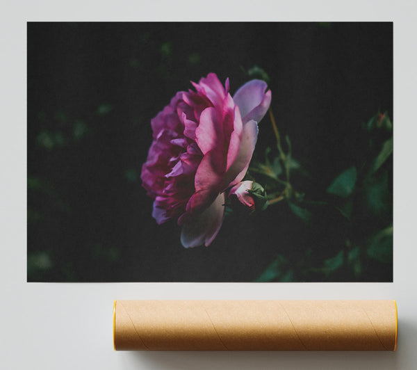 Pink Bloom In Darkness Giclee Print
