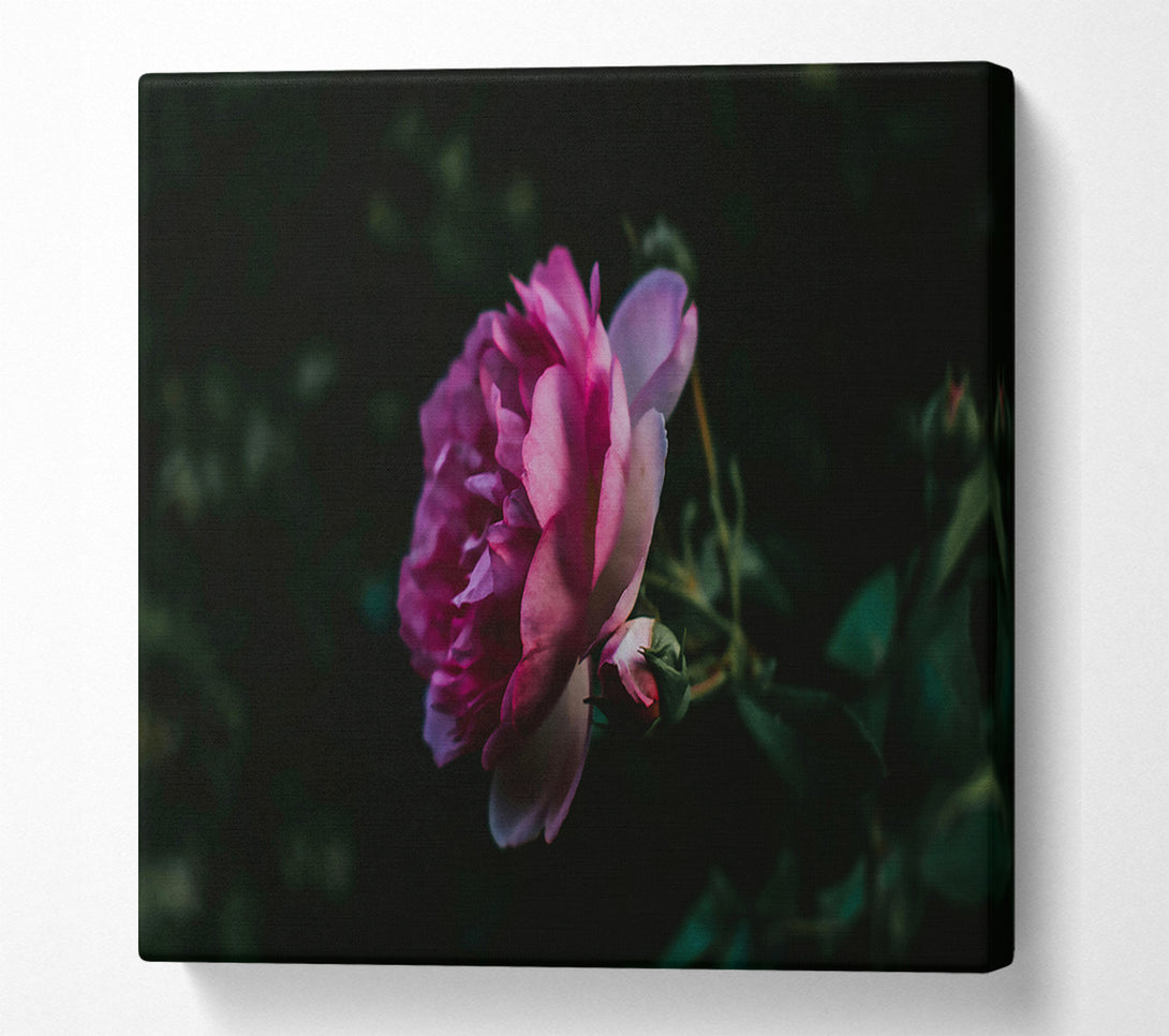  A Canvas Print of Pink Bloom In Darkness Canvas Print