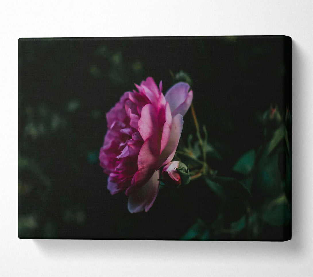  A Canvas Print of Pink Bloom In Darkness Canvas Print