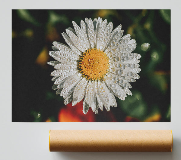 White Dewdrop Bloom Poster
