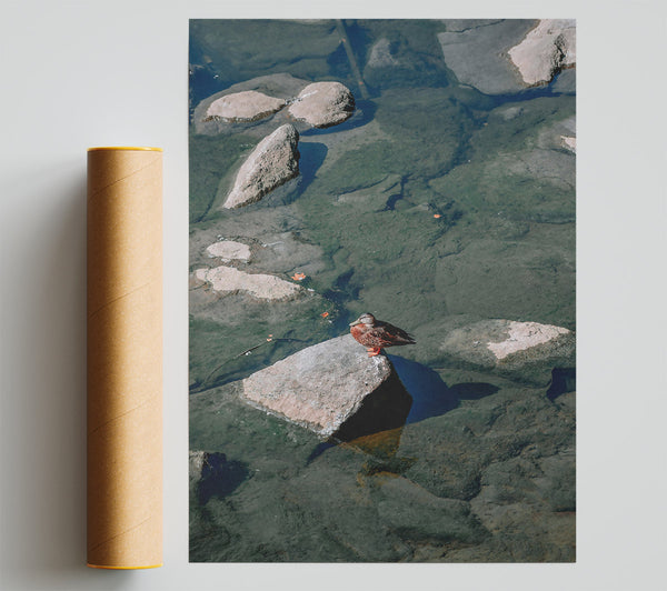 Solitary Green Duck Poster