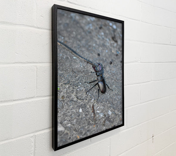 Grey Stone Stag Beetle