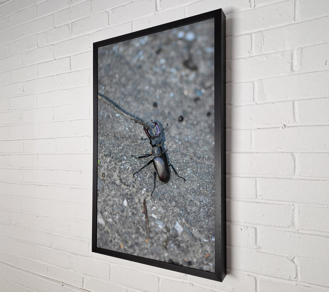  A Canvas Print of Grey Stone Stag Beetle Canvas Print
