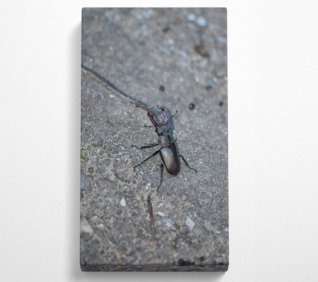  A Canvas Print of Grey Stone Stag Beetle Canvas Print