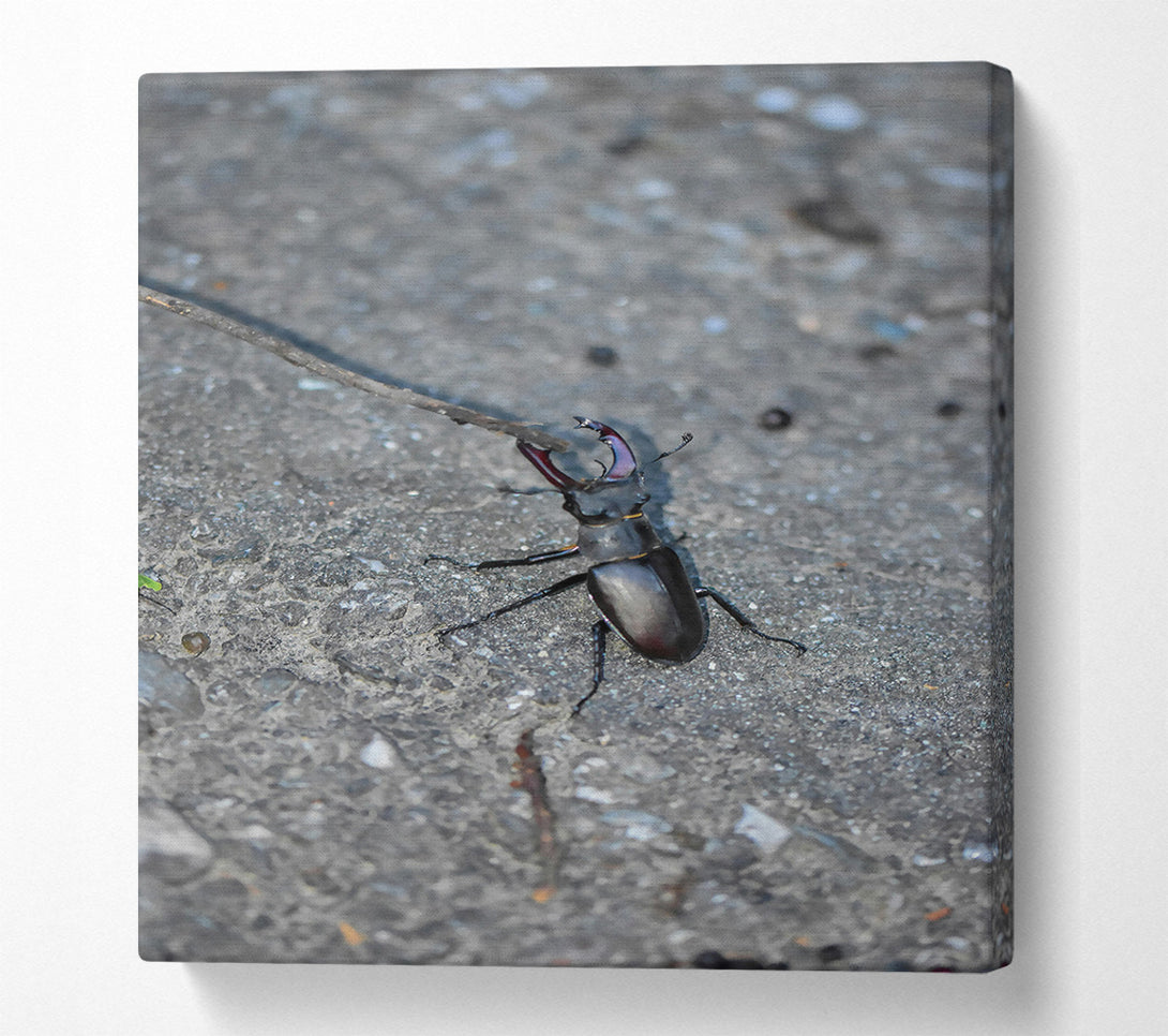  A Canvas Print of Grey Stone Stag Beetle Canvas Print