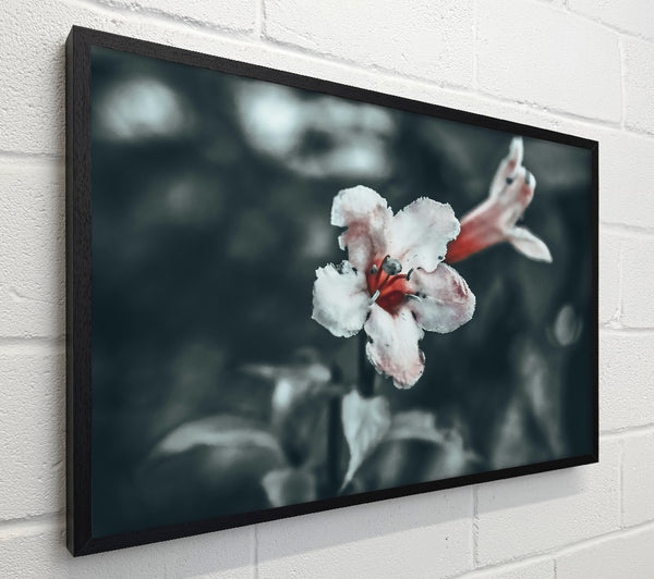 Red Bloom In Grey