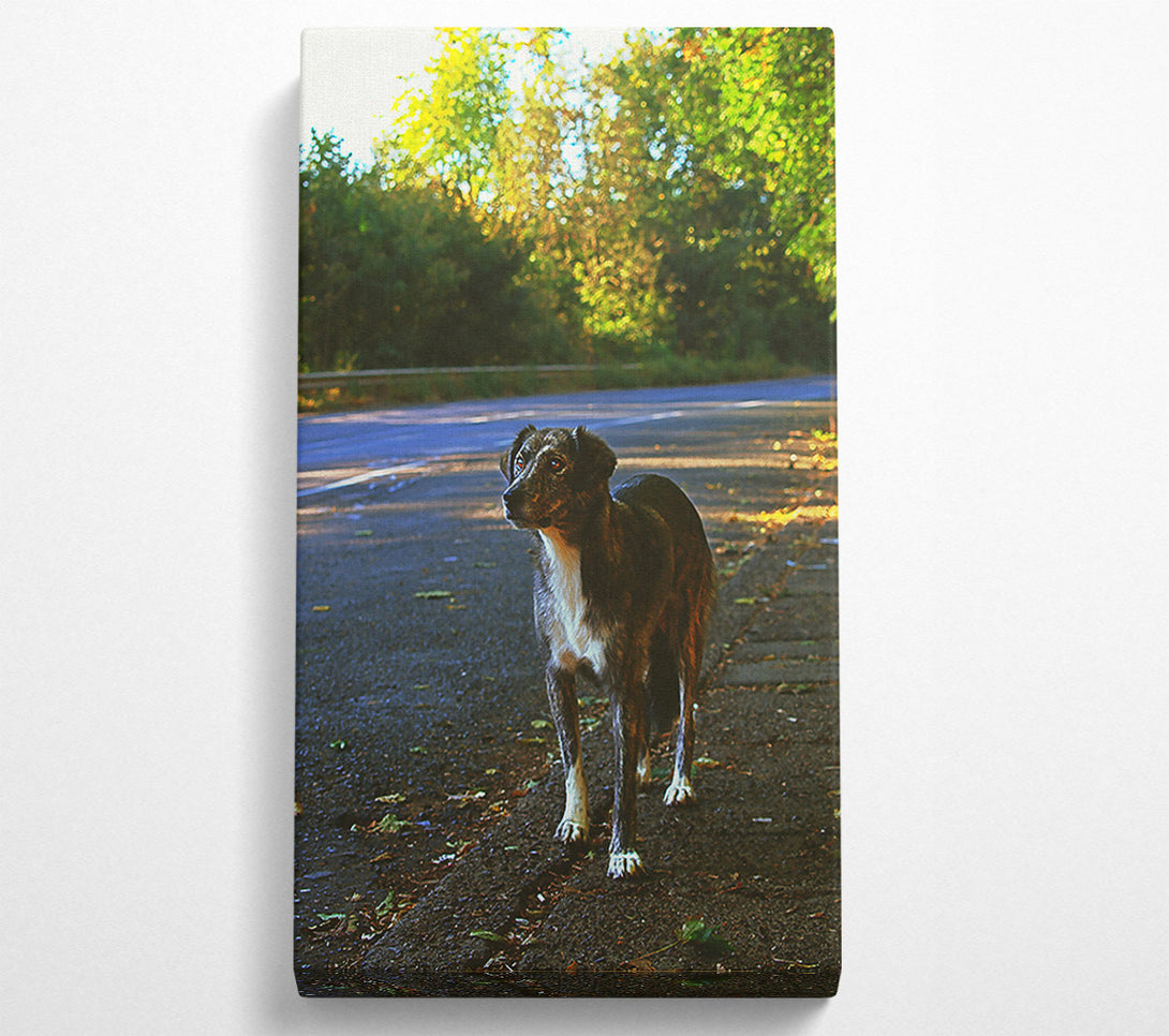  A Canvas Print of Grey Dog On Roadside Canvas Art