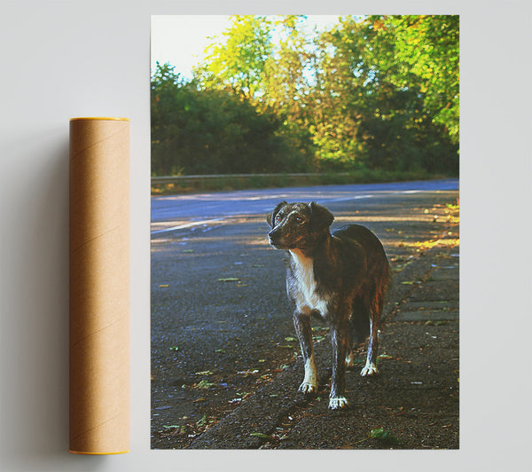 Grey Dog On Roadside Giclee Print