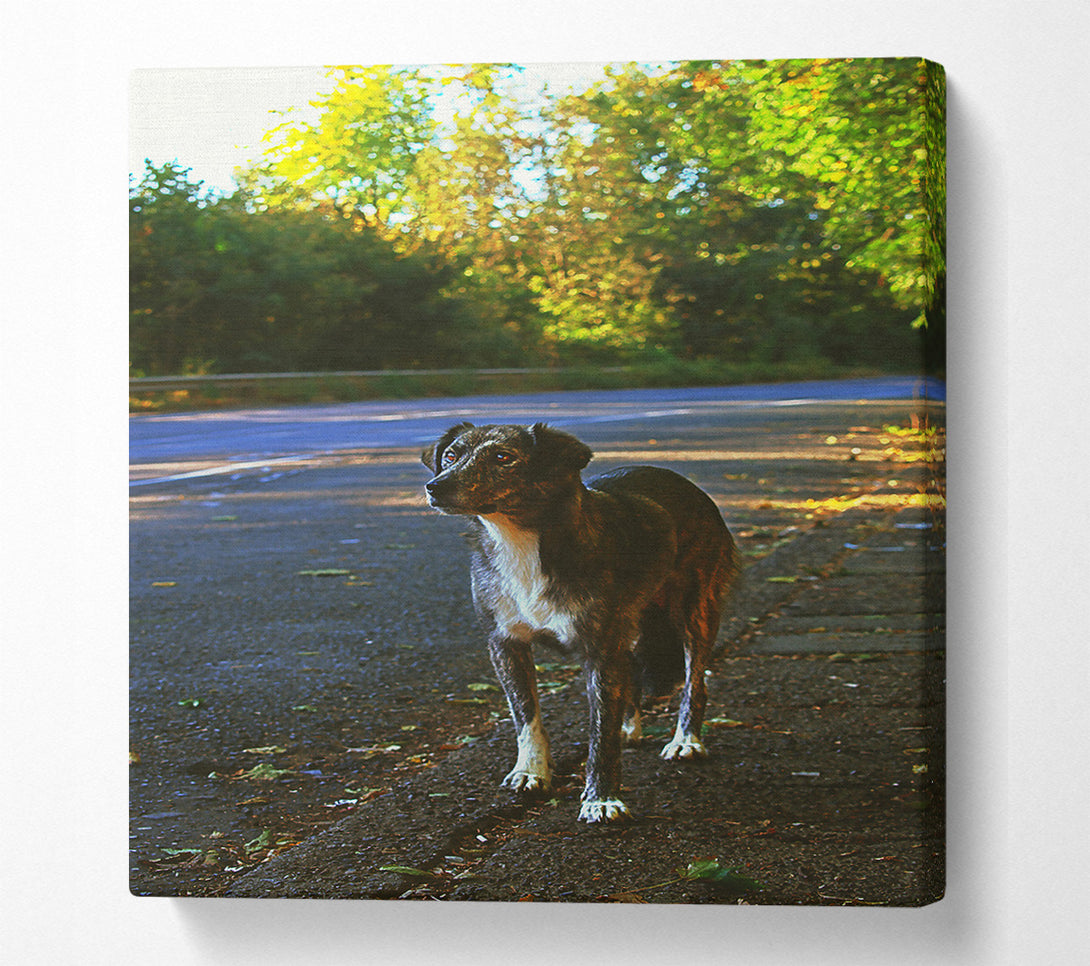  A Canvas Print of Grey Dog On Roadside Canvas Art