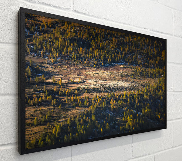 Golden Forest Valley