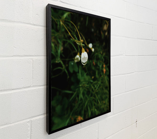 Green Bloom Reflection