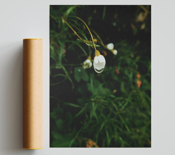 Green Bloom Reflection Poster