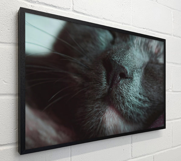 Grey Cat Snooze