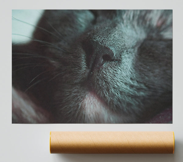 Grey Cat Snooze Print