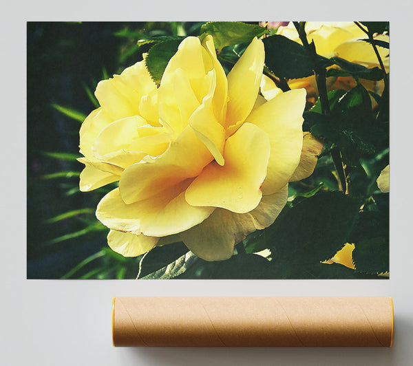 Golden Bloom Unfurling Giclee Print