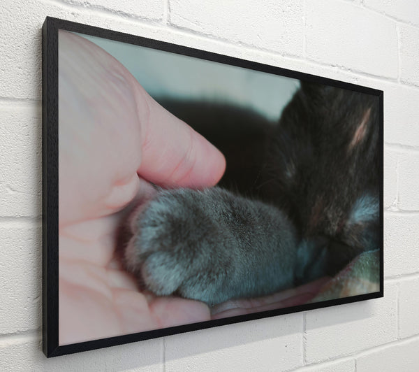 Gray Paw Trust