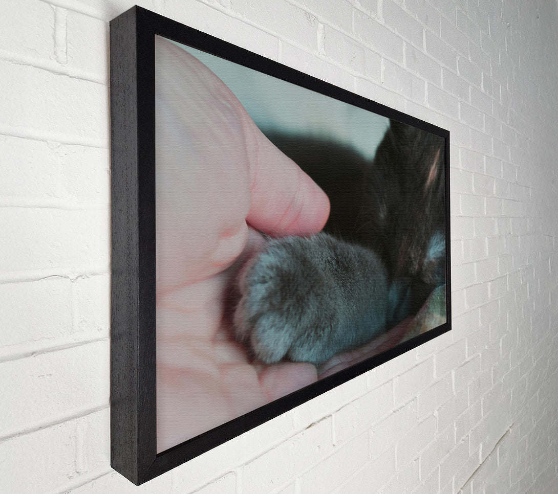  A Canvas Print of Gray Paw Trust Canvas Print