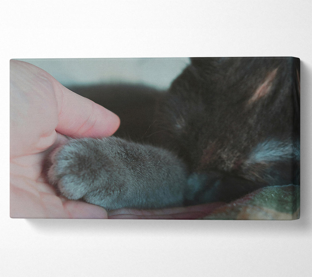  A Canvas Print of Gray Paw Trust Canvas Print