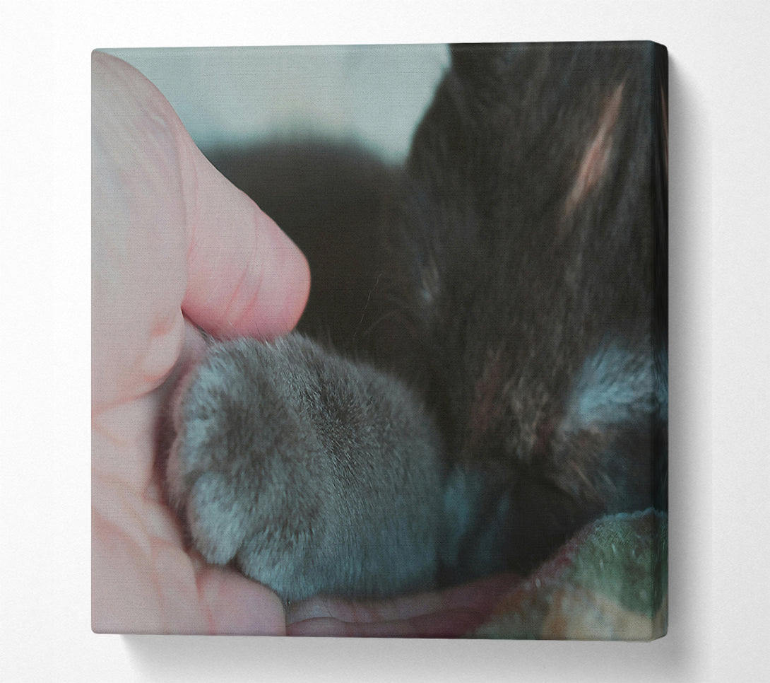  A Canvas Print of Gray Paw Trust Canvas Print